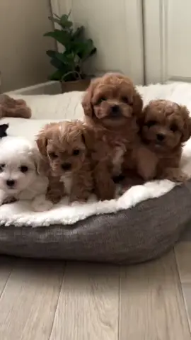 🥰💕⏩🏠
