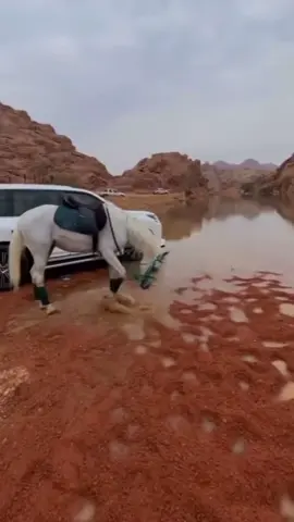 #عبارات #خواطر #اقتباسات #شيلات _#شعر #تصميم #قصائد#تصاميم #شعراء_وذواقين_الشعر_الشعبي🎸 #عباراتكم_الفخمه📿📌  