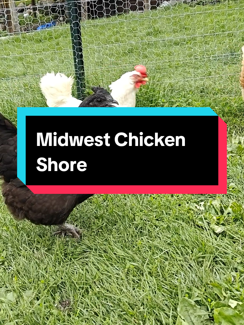 and none for Gretchen Wieners..bye #fyp #foryoupage #lol #funnyvideos #funny #humor #slowmo #tv #music #Summer  #taylorfrankiepaul  #taylorsversion  #farmlifeisthebestlife #haha #girl #girls @Taylor Paul 