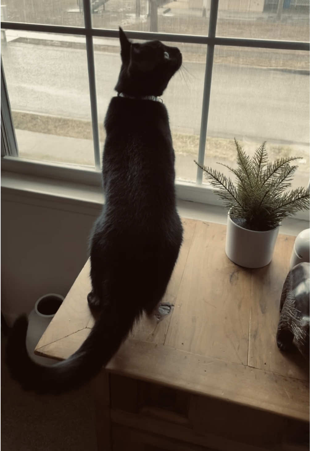 my heart misses you Always my perfect boy… not a day goes by that I don’t think of you Severus.  #severussnape #loss #petgrief #always #severus #snape #severusthecat #mybaby 