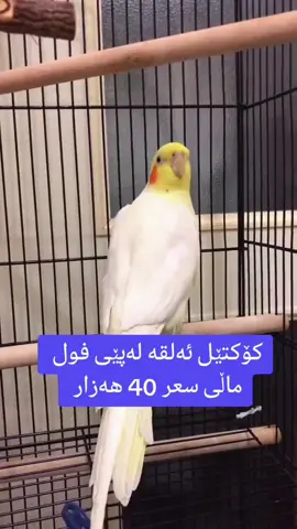 #fyp