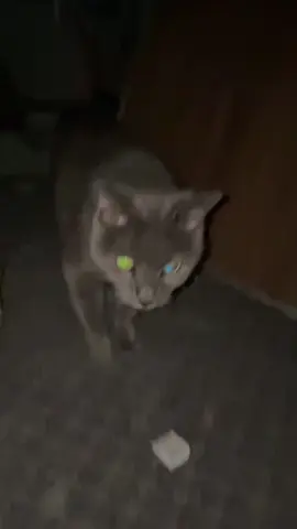 He’s happy and safe.  #hellosteven #10kidsin10years #catsoftiktok #foryou 