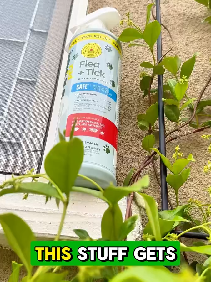 What’s in our spray? Clove 🌸 & cottonseed 🌱 — that’s it! Safe for pets, deadly to pests 👊 @bug_md #FleaControl #TickSpray #CleanPetsHappyHome #NaturalLiving #BugMD #VetApproved #FurBabySafe