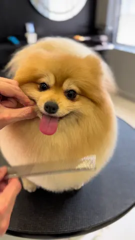 Mais um neném  🥰😍 #banhoetosa #trimmimg #spitz #saopaulo #fyp #foruyou 