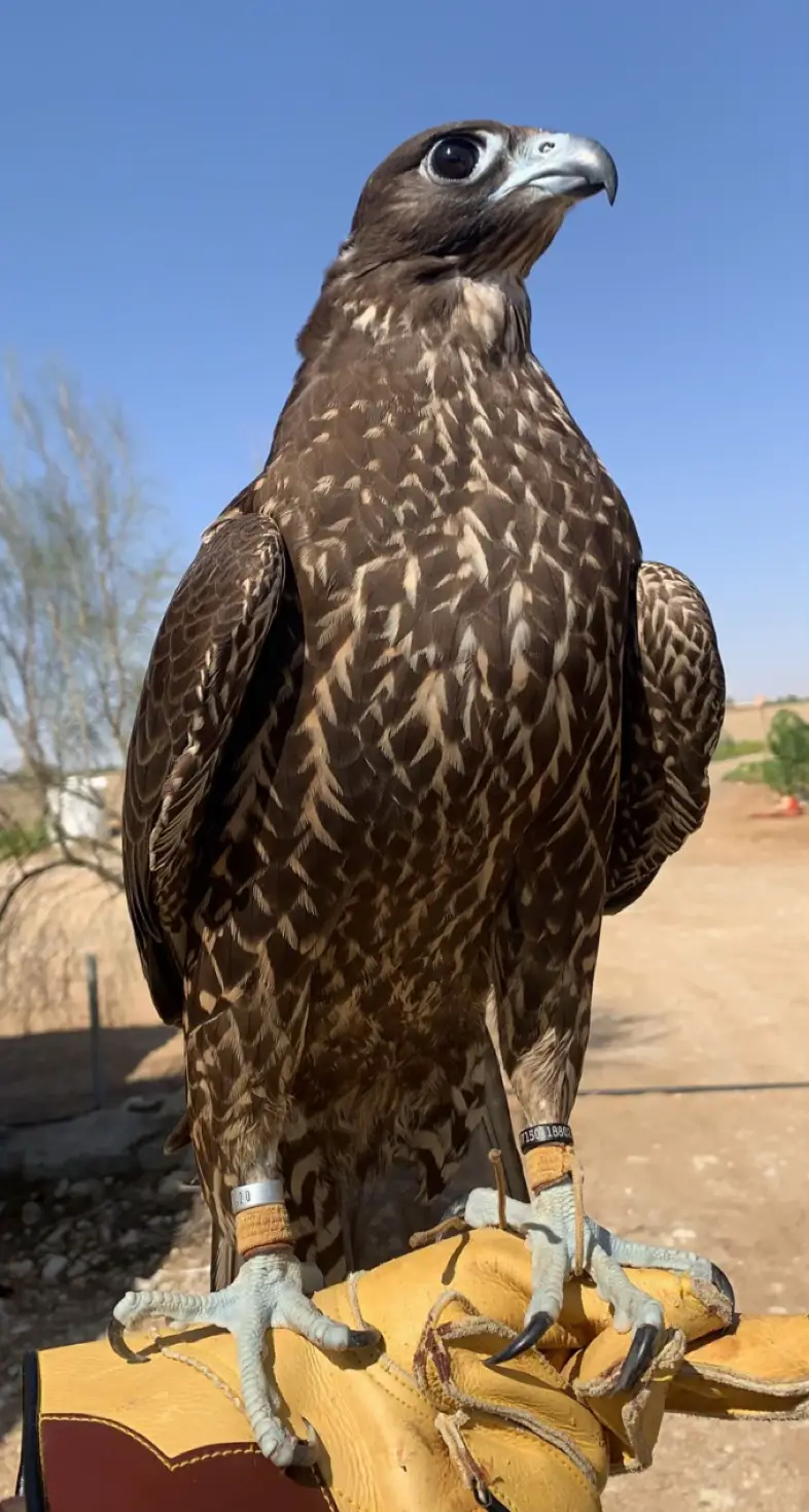 جير شاهين فالكن سنتر عون لون ياما شارد سخرها عقب طيور . ، ، ، #أكسبلور #explore #حبارى #جير_شاهين 
