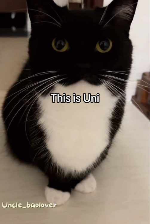 What kind of awesome is this? #cutiepatootie #moodboard #unclebao #toletole #meimei #catsoftiktok #fyp #Rigby #gumbus #doudou #famouscatsoftiktok #whatkindofawesomeisthis 