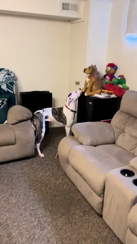 I think CiCi looks forward to this every day. 