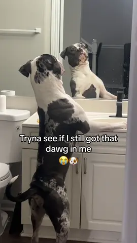 Had to make sure real quick. 😂😂 (@TwoBigBullies.xl) #dogs #funny #pets #dogsoftiktok #dog 