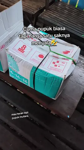 #sawitontiktok #bossawitmuda#sawittasmen#sawitkalimantan#lewatberanda #fyp 