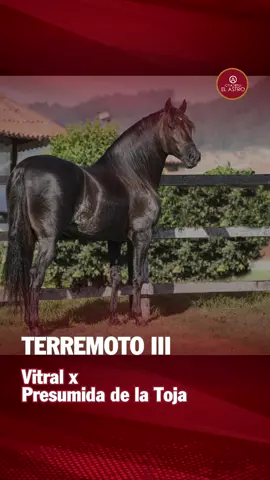 🐴✨ ¡Así luce la elegancia de Terremoto III! Hijo de Vitral x Presumida de la Toja, este magnífico caballo de Paso Fino deslumbra con su desempeño y porte, tanto en la pista como en su entrenamiento en el Criadero El Astro. 📸 La foto fue creada con inteligencia artificial para resaltar su belleza, su cadencia y la pasión que despierta verlo en acción. 💚 Porque un caballo como él no solo se monta, se admira y se celebra. 👇 Cuéntanos, ¿qué es lo que más te inspira de Terremoto III? 👇 #viveapasofino #aprendedelccc #pasofinocolombiano #trochapuracolombiana #trochaygalopecolombiano #troteygalopecolombiano #exposicionequinagradoa #exposiconequinagradob #reglamentofedequinas 