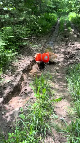 Meeting my summer goal of rolling in all the mud puddles nice and early 🤩#Summer #fyp#goldenretriever #dogsoftiktok #sploot #mud 