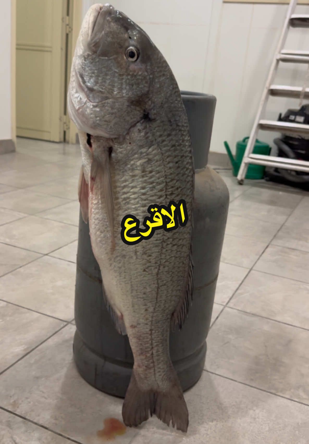 #حداق #اسياف_الكويت #سبيطي #بحر #اغوى_كويتيين🇰🇼 