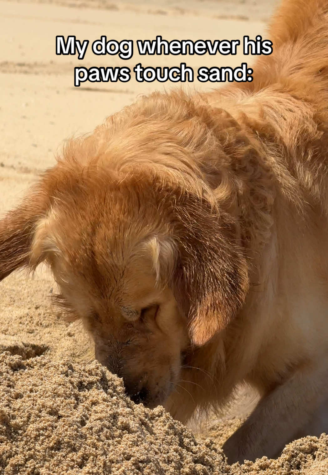 🪏 🪏 🪏 #relatabledogmom #goldenretrieverlife #goldenretrieverpuppy #dogmumsoftiktok #goldenretrieversoftiktok #summer2025 