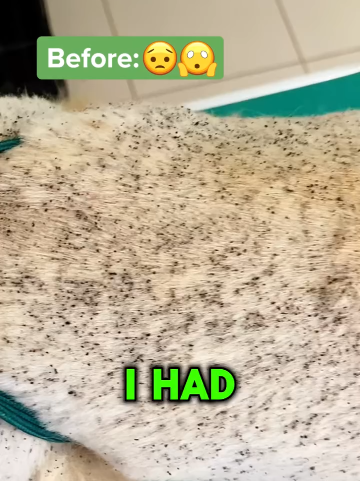 If your pet’s scratching nonstop… it’s time to try @bug_md 💥 #FleaRelief #bugmd #Pet #FleaAndTickSpray #SafeAndEffective