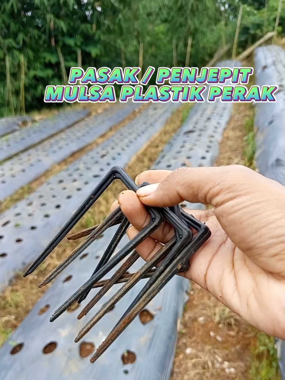 Membalas @petani247 Pakai pasaj mulsa plastik yang lentur, kuat, bisa dipakai ulang 💪 Guncang 7.7, harga miring! 🛒 Cek keranjang kuning sekarang! #Guncang77 #PasakMulsa #AlatTani #FYP #PetaniCerdas #petanimuda 