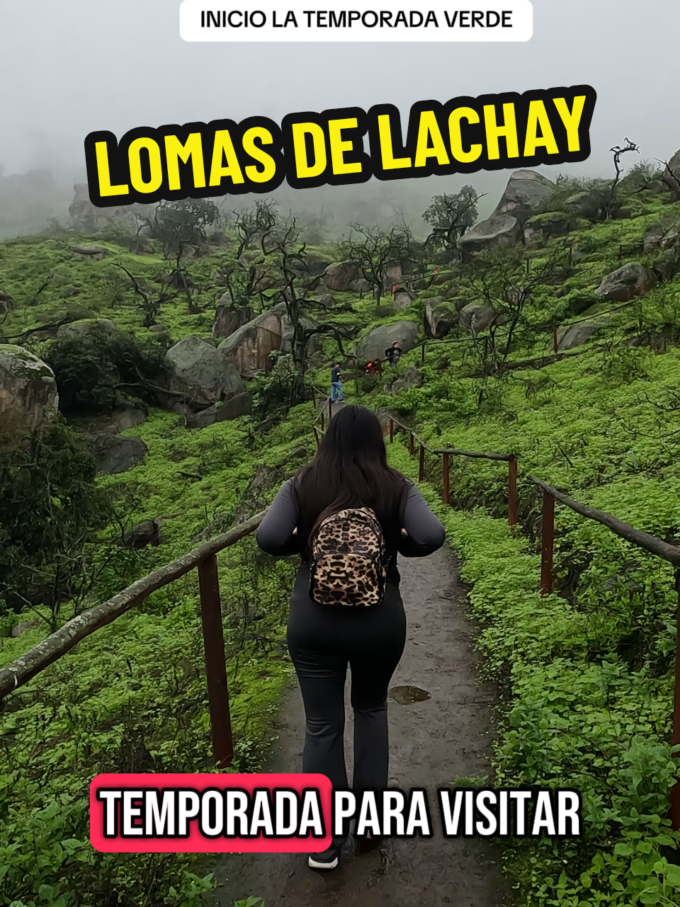 LOMAS DE LACHAY, temporada verde 2025. Aprovecha en visitar está reserva nacional en su temporada verde. Contamos con salidas todos los fines de semana ( sábados y domingos).  #lomasdelachay #lachay #lomas #lima 