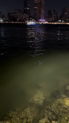 #WelcomeWassouf #الوسوف #welcomewassof #قلبي_ياساكن_سهر_الياالي🎼🎶♥️ 