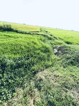 #🍃💞 