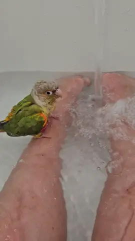 #babybird #conure #babyconure #pineappleconure #conureyellowside #belleetbumconure 