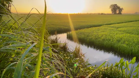 Một gốc mãi chill🥰🌾#chill #binhyen #tamtrang #binhminh #canhdepthiennhien #xuhuongtiktok #68kiengiang 