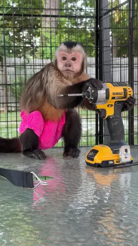 Kiala simply has to know how things work.  And if playing with it, smelling it and biting it don’t work, she will just have to use another tool to take it apart. 😂 #cutebabyanimals #monkeysoftiktok #capuchinmonkey #tools