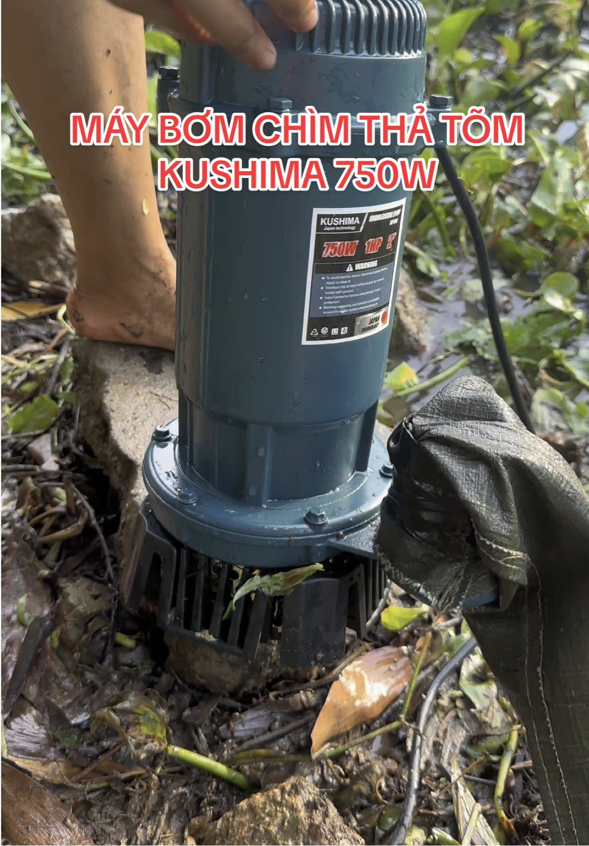 MÁY BƠM CHÌM THẢ TỠM KUSHIMA 750W CHÍNH HÃNG #bomchim #bomtom #bomthachim #maybomthatom 