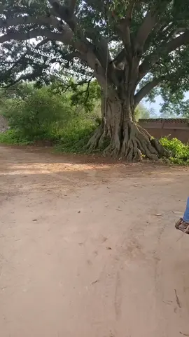 #parati #fypage #CapCut #mexico #sinaloa #zacatecasal100 