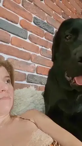 The funniest Labradors are here! 🤣 #dog #lab #labrador #puppy #fyp #memes #funny #pet #viral #doglover 