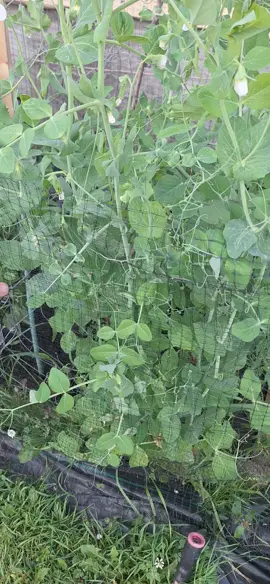 where'd they go?? 🤷‍♀️ #garden 