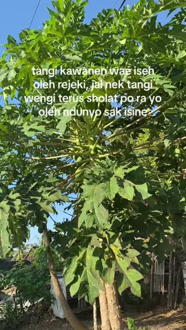 yo po ra ?  #fypdong #desa #pyppppppppppppppppppp #xyzbca #jawapride 