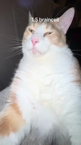 For those of you asking , 1.5 braincell #catsoftiktok #cat #orangecatbehavior #orangecat #foryou #fyp #Tatcha 