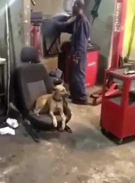 The dog’s soul left his body #dog #funnydog #dogs #funnyvideos #fyp 