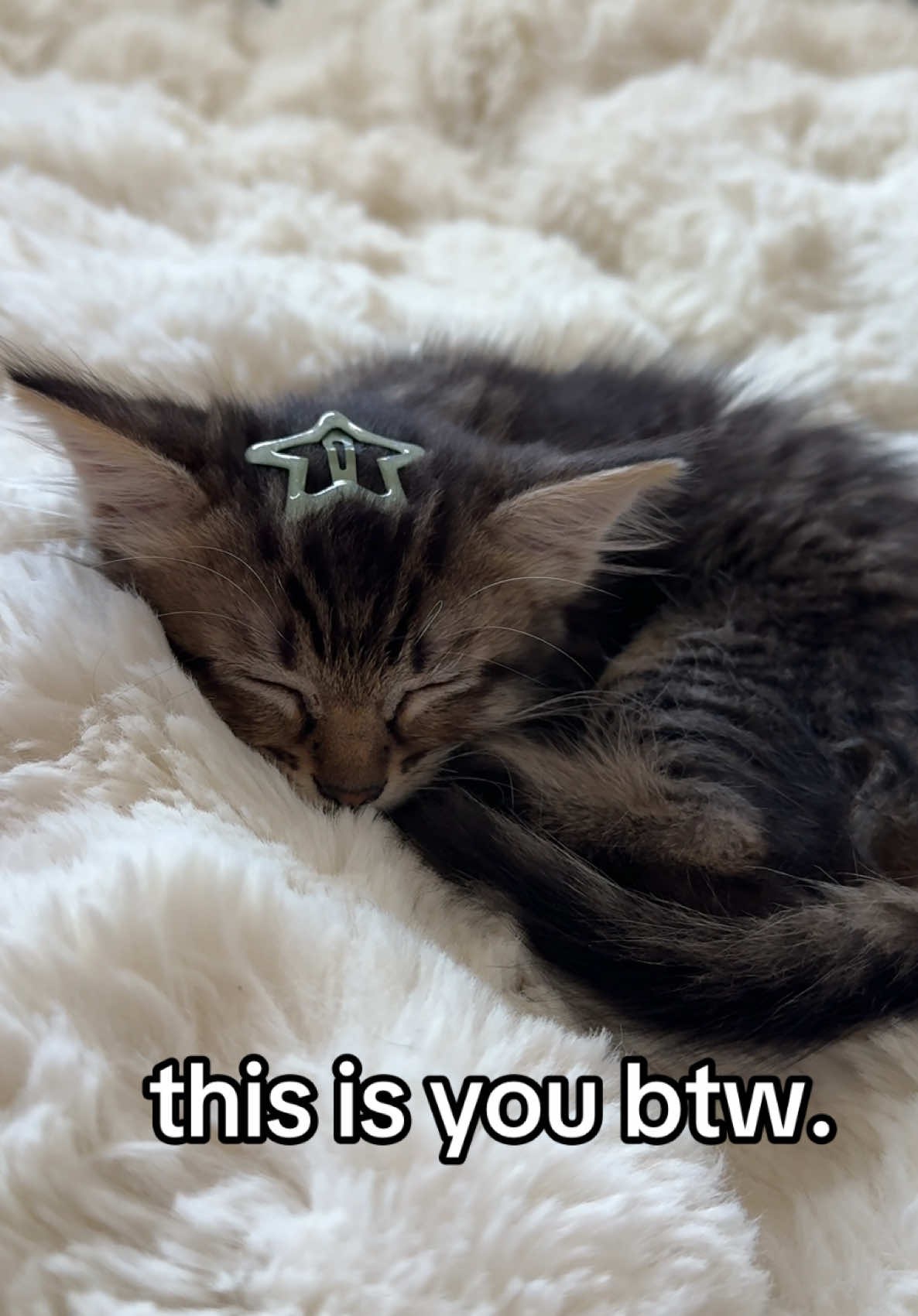 pretty kitten #kitty #kitten #kittens #viral #catsoftiktok 