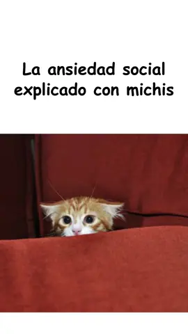 La ansiedad social explicada con michis