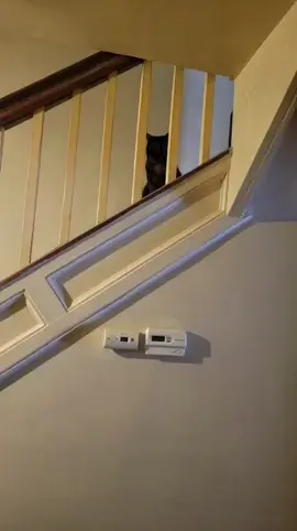 She really loves it here, and me?? 🤣🤣 #cats #catsoftiktok #catslovers #cat #petsoftiktokfunny #adoptdontshop #adoptdontshop🐾 #genxcrew #genx #genxtiktokers #yinzer #yinz #412 #viral_video #viraltiktok #viralvideo #foryoupage #f #for #foryou #foryourpage #4 #4u #4upage #4u #4u #fy #fyp #fypシ #fypシ゚viral 