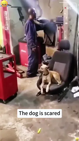 🐶 is scared #dog #funny #funnyvideos #pet #fyp #tiktok #funnydog 