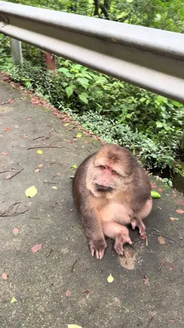 xingxing：what can we eat today ？ #monkey #monkey #xingxing #cute #lovely 