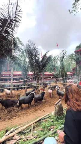 Upacara adat termahal “Rambu solo”#torajautara #adattoraja_rambusolo #fyppppppppppppppppppppppp 