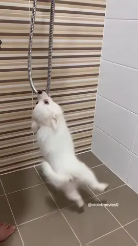 Dramatic Pomeranian 😅🤣#funny #foryou #pomeranian #dog #happy #tiktok #doglover #pet 