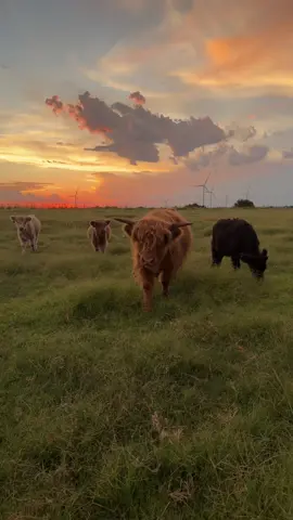 what’s not to love? 🧡 TYJ #highlandcows #minicows #fyp #viral #viralvideo #fypシ 