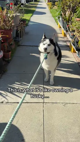 Stubborn #husky #huskylife #dogmom #huskymom 