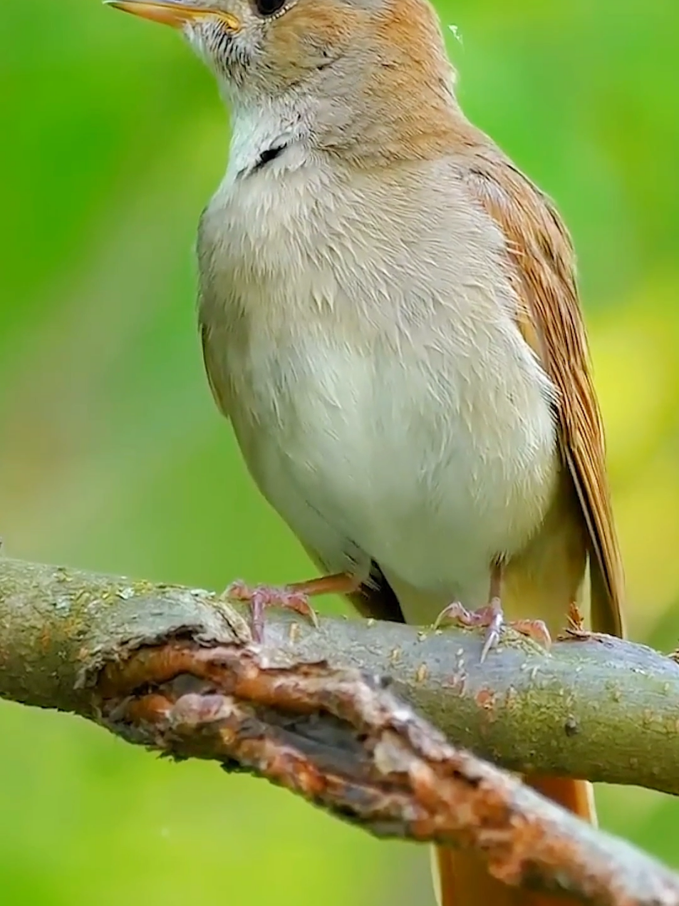 Wonderful birds and animals sounds #wildlife #nature #sounds 