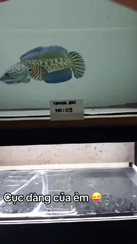 #xuhuong AE cứ hỏi cục dàng của anh đâu .. và Ẻm nè 😜♥️#xuhuong #xuhuongtiktok #trendingvideo #channaindonesia #channaindonesia #chanaauranti #chanaauranti #finy #fyp #lockieng #channastewarti #chaanpulchara #chana #channastewarti #TikTokLIVE #livehighlight #CapCut #fyp 