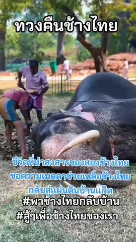 #เทรนด์วันนี้ #ชีวิตต้องสู้ #ช้างไทย #ช่วยเหลือ#พลายประตูผา#พลายศรีณรงค์#กลับบ้าน#thailand #คนไทย#ช่วยกัน #เมตตา #สัตว์เลี้ยง #ช้างไทยในศรีลังกา #สัตว์เลี้ยงtiktok #เปิดการมองเห็นเถอะ #ดันขึ้นหน้าฟีดที #อย่าปิดการมองเห็น #thankyoutiktok #ขอบคุณทุกกําลังใจ❤️ขอบคุณทุกคอมเม้น🙏 