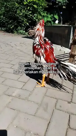 #BANGKOK #KLASIK #BLOROK #MADU😜#salam #satu #hobi#fypシ 