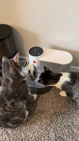 Best thing I’ve bought 🦾‼️🔥 #PetsOfTikTok #catsoftiktok #capcut #dogsoftiktok 