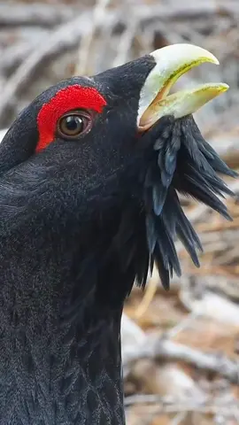 Wonderful sounds of nature #animals #amazon #wildlife #nature #animalsworld #fyp 