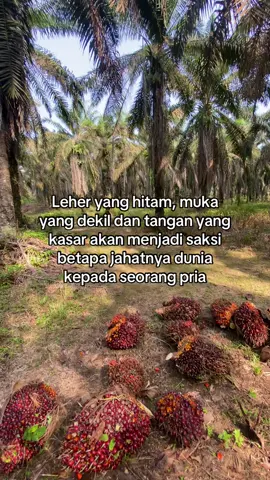 #kulisawit #petanimuda #fyp 