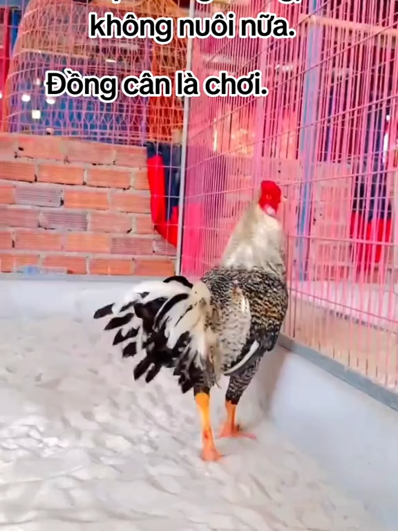 Gà trại em không đá để vui, đá là phải thắng 🐓#quangnhi88 #bun666 #xuhuong #traiga #dancer #DJ #baosting #gabeo66 #veo3 #ai