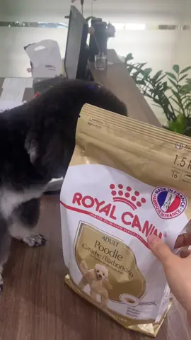Hạt cho chó con royal canin mini puppy, hạt cho chó lớn royal canin poodle adult #cun #cuncondangyeu #meo #meocon #xuhuongtiktok #xuhuong #viral 